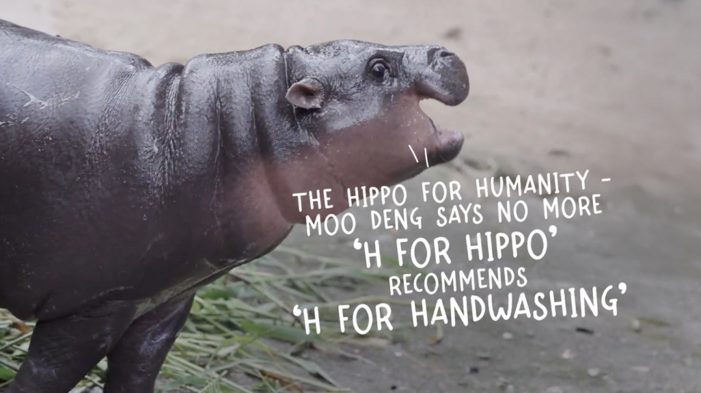 Hippo Pr